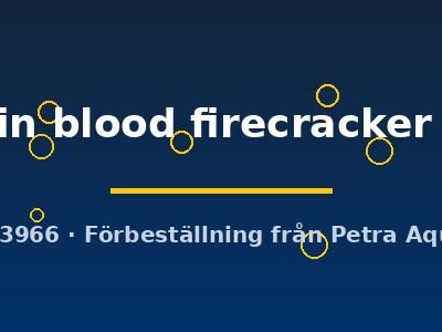 helleri hifin blood firecracker (3 - 4 cm)