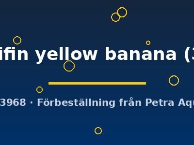 helleri hifin yellow banana (3 - 4 cm)