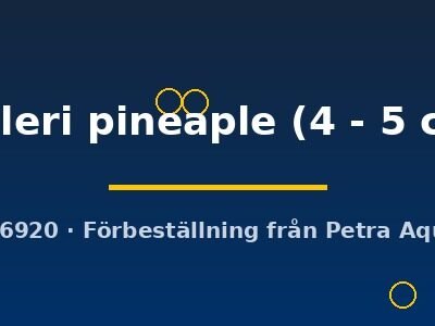 helleri pineaple (4 - 5 cm)