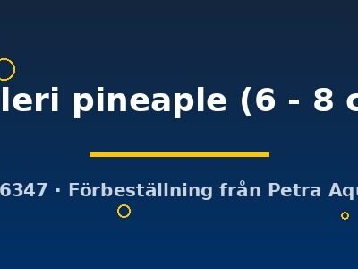 helleri pineaple (6 - 8 cm)