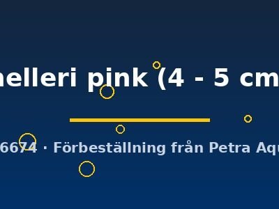 helleri pink (4 - 5 cm)