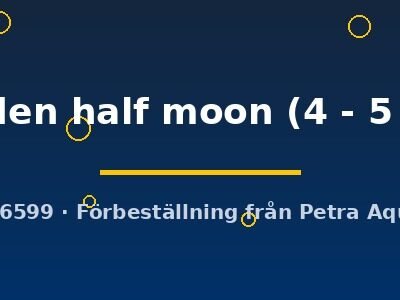 golden half moon (4 - 5 cm)