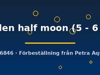 golden half moon (5 - 6 cm)