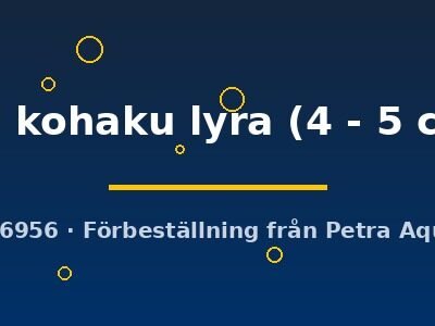 koi kohaku lyra (4 - 5 cm)