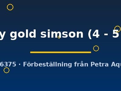 mary gold simson (4 - 5 cm)