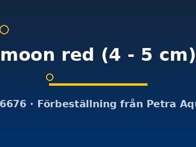 moon red (4 - 5 cm)