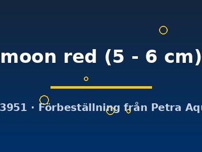 moon red (5 - 6 cm)