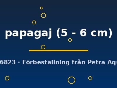 papagaj (5 - 6 cm)