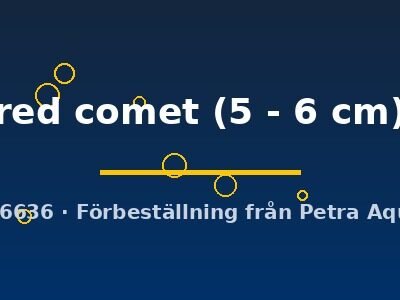 red comet (5 - 6 cm)