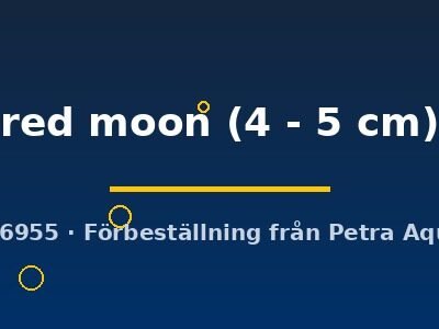 red moon (4 - 5 cm)