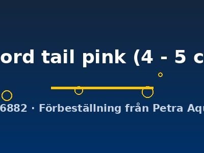 Xiphophorus helleri sword tail pink 4–5 cm