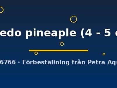 tuxedo pineaple (4 - 5 cm)