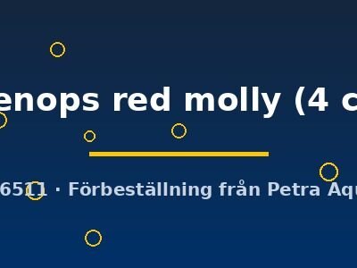 Poecilia shenops red molly 4 cm