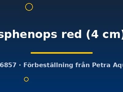 sphenops red (4 cm)