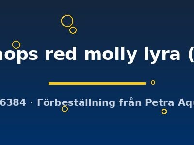 sphenops red molly lyra (3 cm)