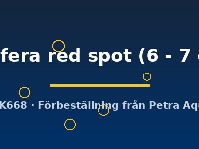 velifera red spot (6 - 7 cm)