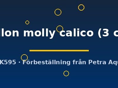 Poecilia latipinna ballon molly calico 3 cm