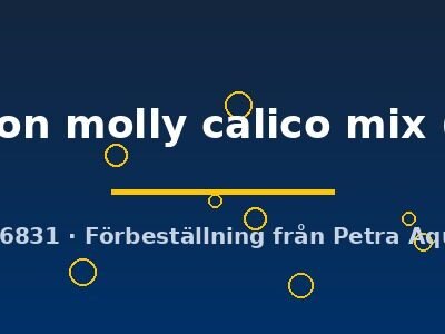Poecilia latipinna ballon molly calico mix XL