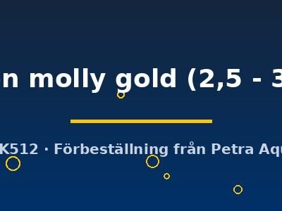 Poecilia latipinna ballon molly gold 2,5–3 cm
