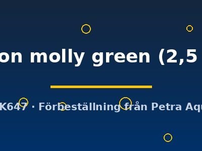 Poecilia latipinna ballon molly green 2,5 cm