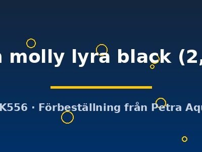 Poecilia latipinna ballon molly lyra black 2,5 cm
