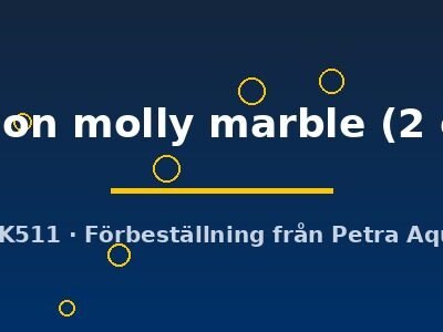 Poecilia latipinna ballon molly marble 2 cm
