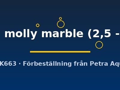 Poecilia latipinna ballon molly marble 2,5–3 cm