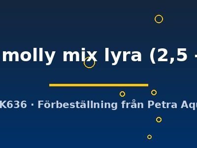 Poecilia latipinna ballon molly mix lyra 2,5–3 cm