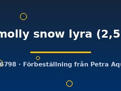 Poecilia latipinna ballon molly snow lyra 2,5–3 cm