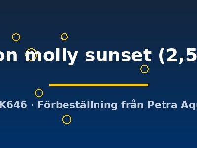 Poecilia latipinna ballon molly sunset 2,5 cm