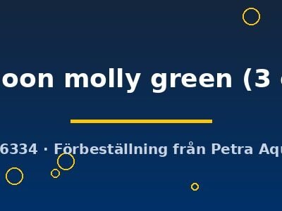 Poecilia latipinna balloon molly green 3 cm