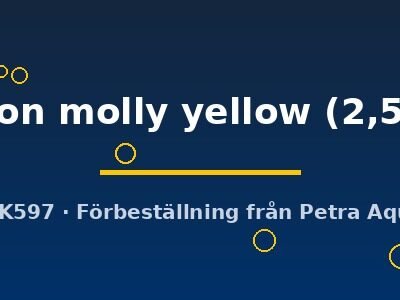 Poecilia latipinna baloon molly yellow 2,5 cm