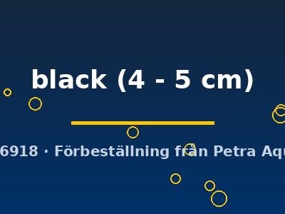 Poecilia latipinna black 4–5 cm