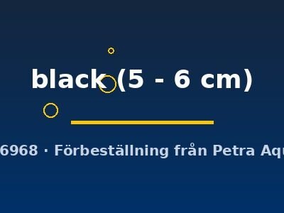 Poecilia latipinna black 5–6 cm