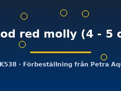 Molly blood red (Poecilia latipinna blood red molly) 4–5 cm