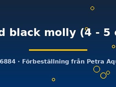 gold black molly (4 - 5 cm)