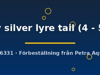 molly silver lyre tail (4 - 5 cm)