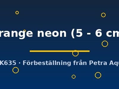 orange neon (5 - 6 cm)