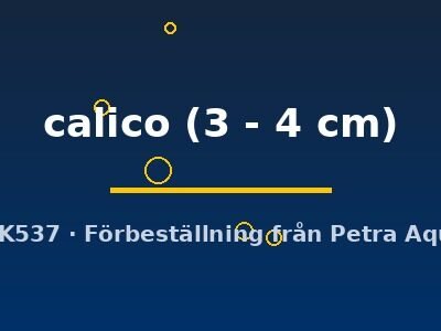 calico (3 - 4 cm)