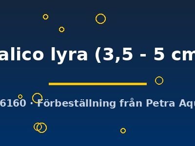 calico lyra (3,5 - 5 cm)
