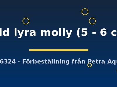 gold lyra molly (5 - 6 cm)