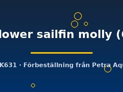 golden flower sailfin molly (6 - 7 cm)
