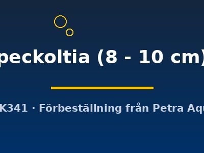 peckoltia (8 - 10 cm)