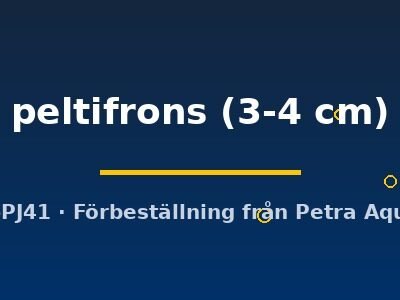 peltifrons (3-4 cm)