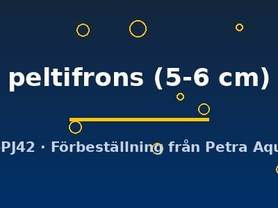 peltifrons (5-6 cm)