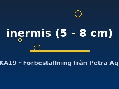 inermis (5 - 8 cm)