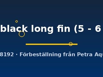 red black long fin (5 - 6 cm)