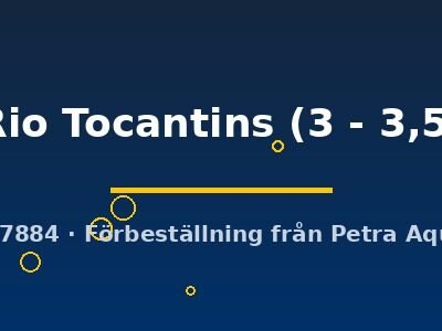 Ancistrus sp. Rio Tocantins 3–3,5 cm