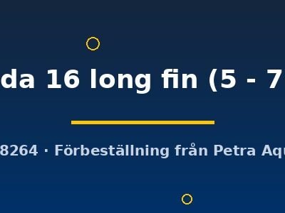 Ancistrus sp. lda 16 long fin 5–7 cm