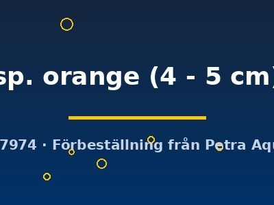 sp. orange (4 - 5 cm)